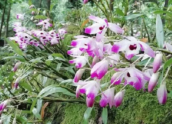 植物常识问题|石斛怎么养护年年开花不断