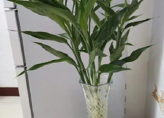 植物常识问题|富贵竹冬天怎么养才能安全过冬（水培富贵竹越冬成功）
