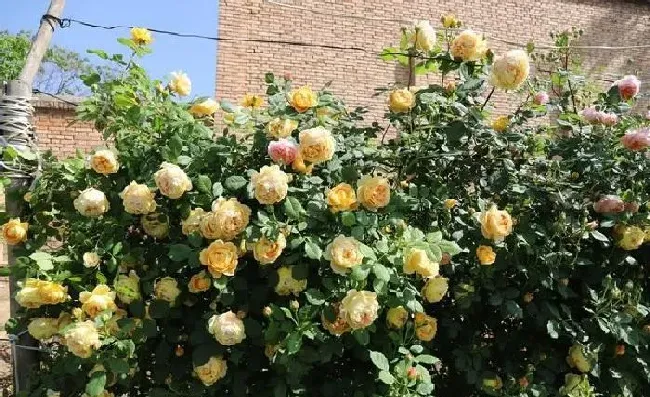 植物常识问题|什么树可以嫁接月季花（月季花能和什么树嫁接养护）