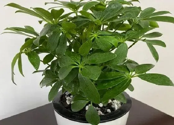 植物常识问题|鸭掌木用什么浇灌新根蹿满盆