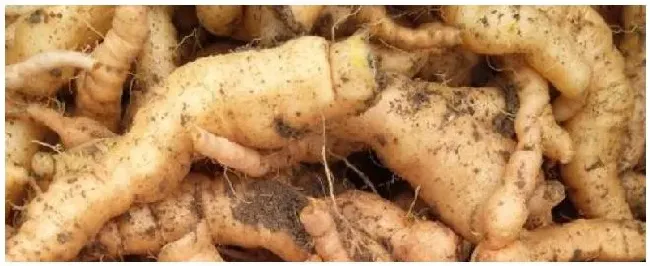 地黄的种植技术 | 三农问答