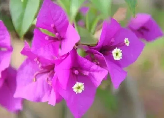 植物常识问题|用什么液体浇灌三角梅开花多