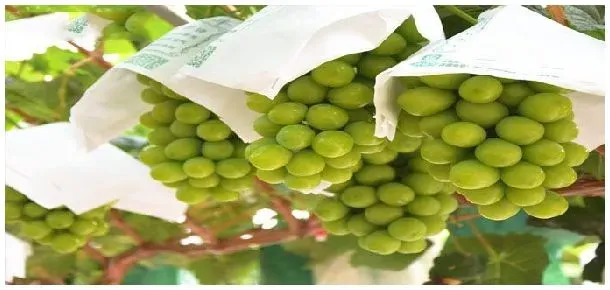 葡萄酒的酿造方法 | 农业答疑