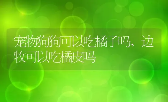 宠物狗狗可以吃橘子吗,边牧可以吃橘皮吗 | 养殖常见问题