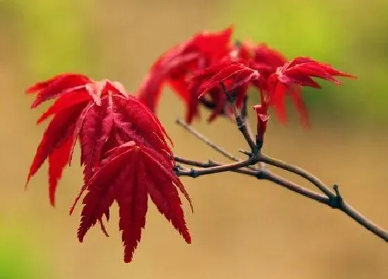 植物常识问题|日本红枫和中国红枫的区别