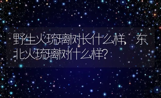 野生火琉璃树长什么样,东北火琉璃树什么样？ | 养殖常见问题