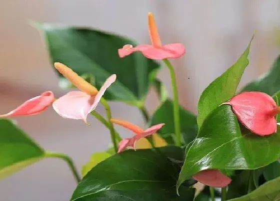 植物常识问题|红掌养护适合懒人用的肥