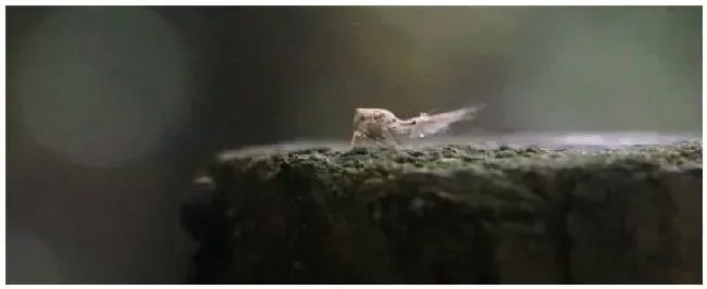 果园木虱怕什么植物 | 农业问题