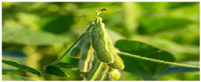 黄豆的种植技术与管理 | 科普知识