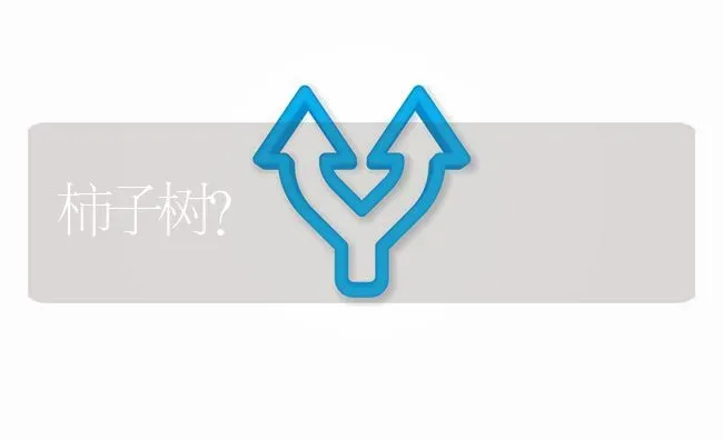柿子树? | 养殖问题解答