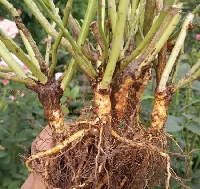 植物常识问题|什么树可以嫁接月季花（月季花能和什么树嫁接养护）