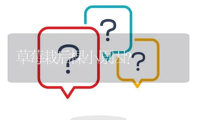 草莓栽后棵小原因? | 养殖问题解答