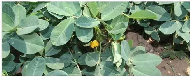 花生虫害主要有哪些 | 生活常识