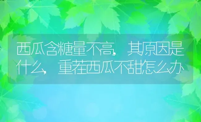 西瓜含糖量不高,其原因是什么,重茬西瓜不甜怎么办 | 养殖常见问题