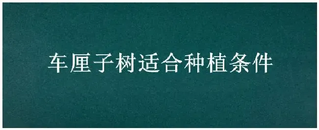 车厘子树适合种植条件 | 农业问题