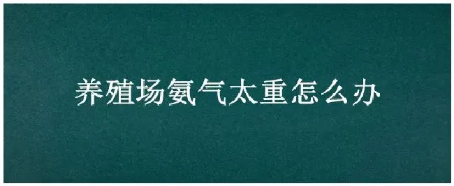 养殖场氨气太重怎么办 | 农业问题