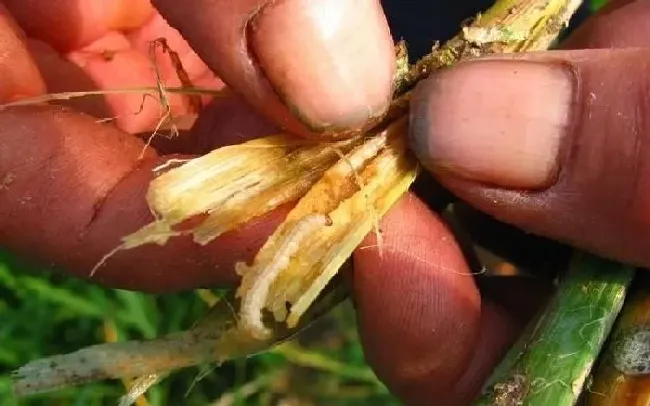 植物常识问题|水稻经常发生的病虫害有哪些（水稻常见病虫害及防治方法）