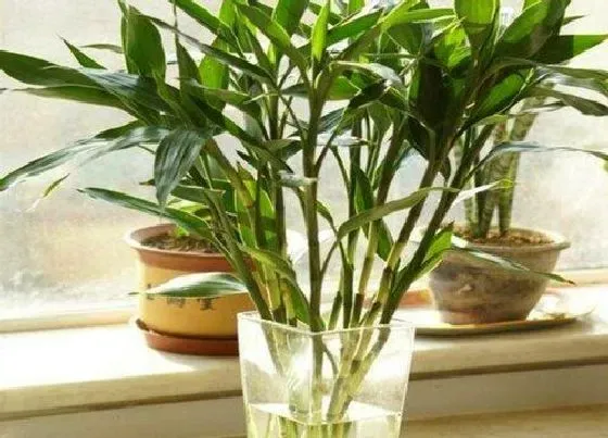 植物常识问题|富贵竹冬天怎么养才能安全过冬（水培富贵竹越冬成功）