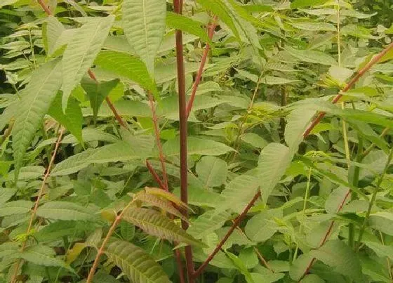 植物常识问题|香椿种植前景如何