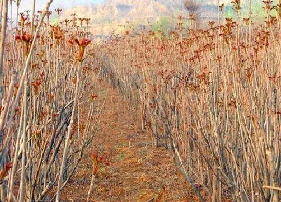 植物常识问题|香椿大棚栽种方法