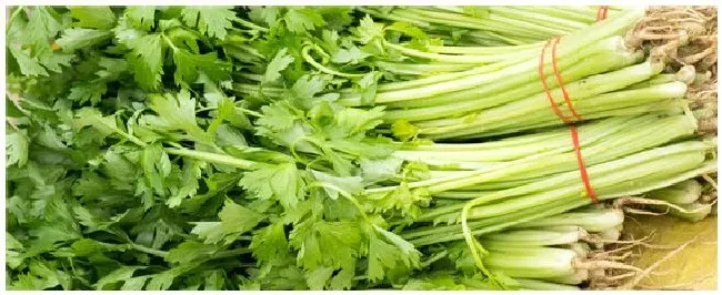 芹菜什么时候育苗什么时候栽种 | 科普知识