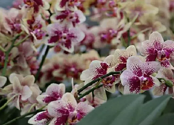 植物常识问题|如何养护蝴蝶兰开花品质高