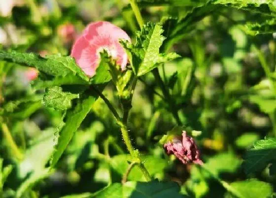 植物常识问题|木芙蓉和木槿的区别