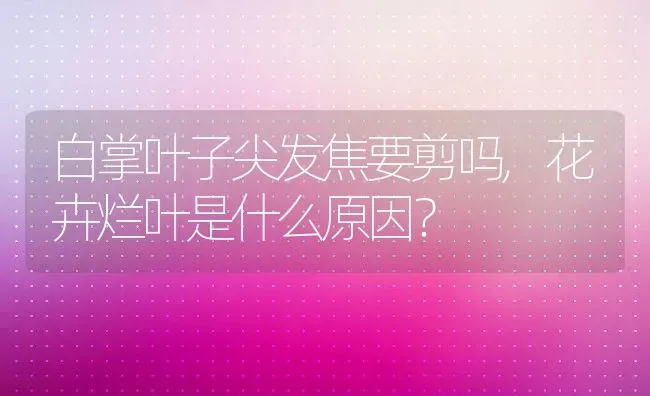 白掌叶子尖发焦要剪吗,花卉烂叶是什么原因？ | 养殖常见问题