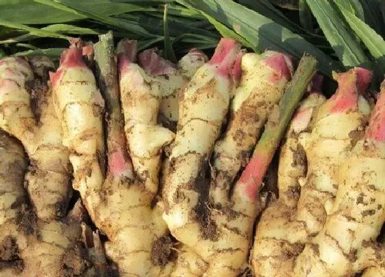 植物常识问题|生姜怎么保存存放一年都不烂