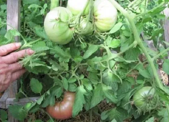 植物常识问题|西红柿施肥时间及方法（西红柿结果期追肥有哪四个技巧）