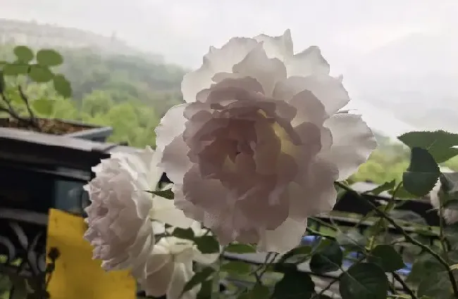 植物常识问题|加百列大天使月季优缺点介绍（长多高，香味及耐晒性如何）