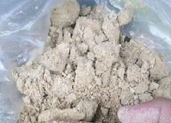 植物常识问题|豆饼和豆粕的区别