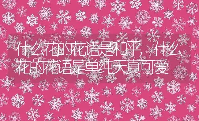 什么花的花语是和平,什么花的花语是单纯天真可爱 | 养殖常见问题
