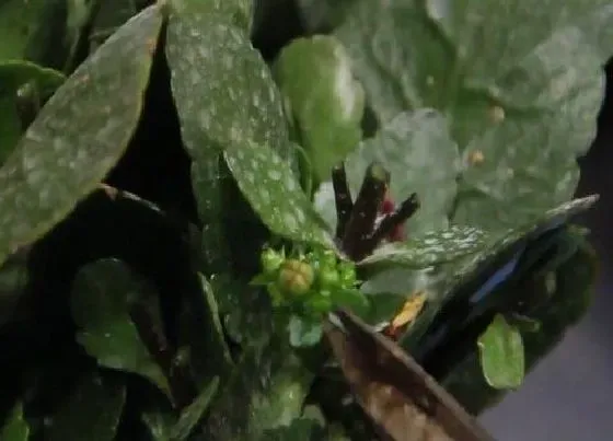 植物常识问题|长寿花怎样修剪才能开花 长寿花开花爆盆剪枝方法