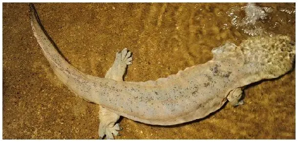 娃娃鱼放生在哪里可以 | 农业常识