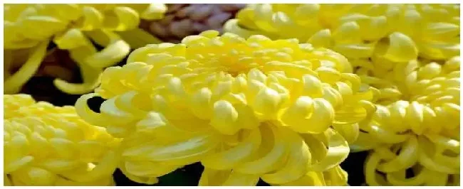 菊花多久浇一次水 | 三农问答