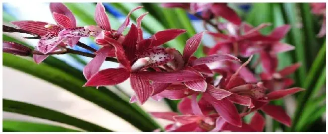 花种怎么种 | 农业答疑