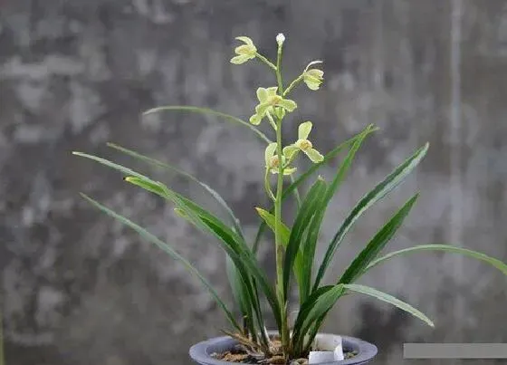 植物常识问题|如何正确的给兰花上盆