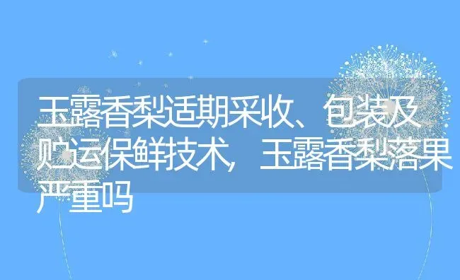 玉露香梨适期采收、包装及贮运保鲜技术,玉露香梨落果严重吗 | 养殖常见问题