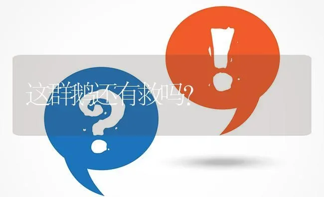 这群鹅还有救吗? | 养殖问题解答