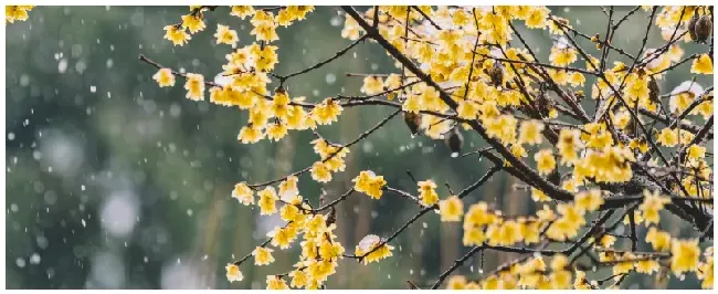 梅花几时开的 | 三农问答