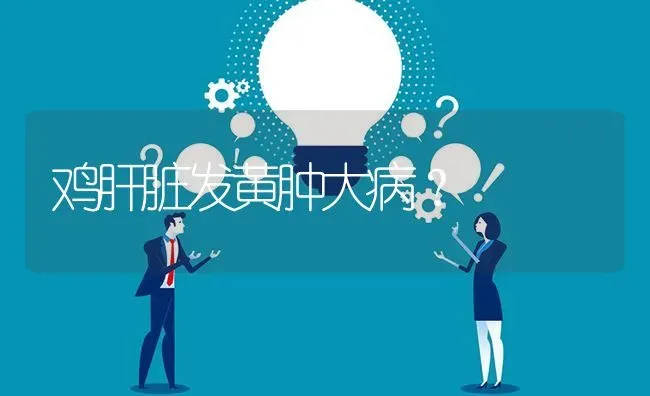 鸡肝脏发黄肿大病? | 养殖问题解答