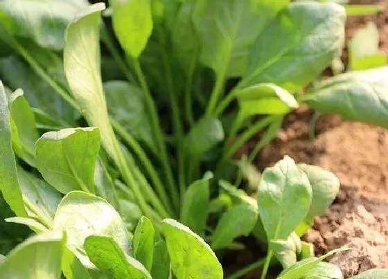 植物常识问题|菠菜怎么施肥长得快（种植菠菜需要什么肥料）