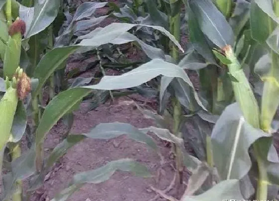 植物常识问题|夏玉米高产栽培技术要点（夏播玉米种植技术及注意事项）