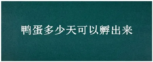 鸭蛋多少天可以孵出来 | 农业常识