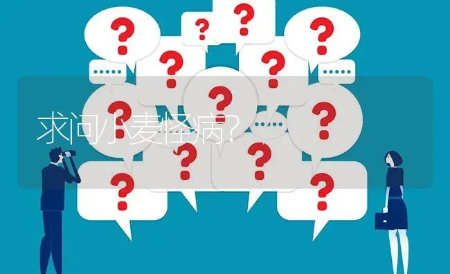 求问小麦怪病? | 养殖问题解答