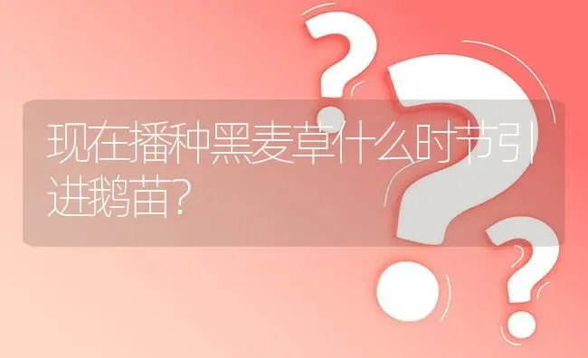 现在播种黑麦草什么时节引进鹅苗? | 养殖问题解答