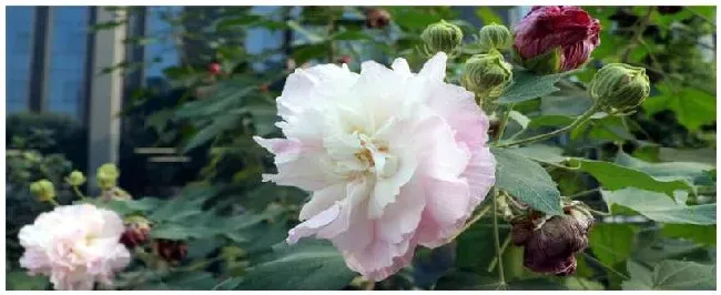 木芙蓉是什么花 | 农业答疑