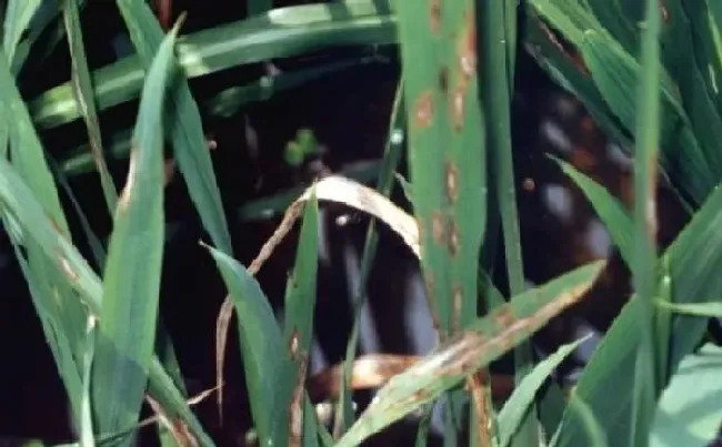 植物常识问题|水稻经常发生的病虫害有哪些（水稻常见病虫害及防治方法）