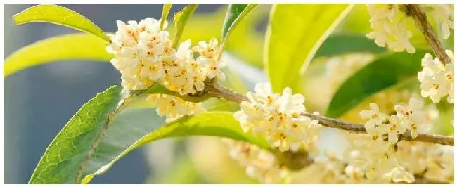 桂花树种植技术和施肥 | 生活常识